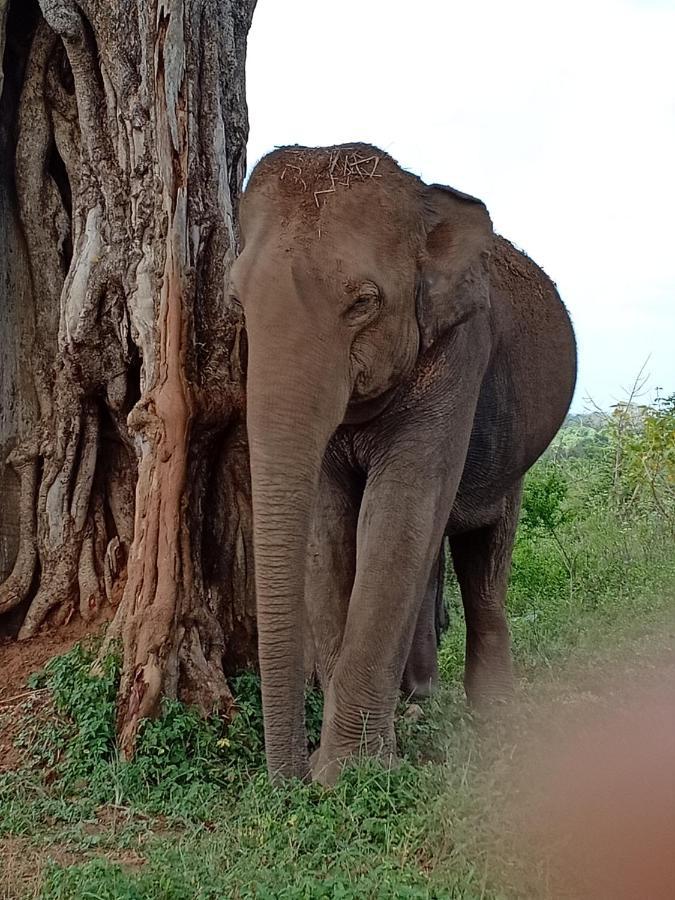 Green View Safari Paradise Ξενοδοχείο Udawalawe Εξωτερικό φωτογραφία
